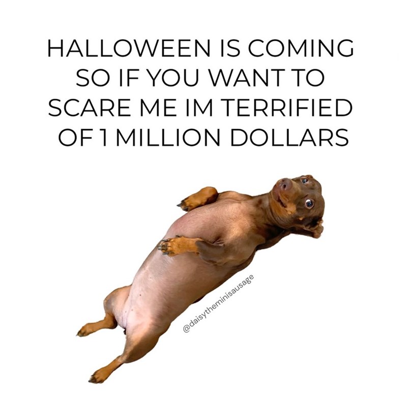 HALLOWEEN IS COMING SO IF YOU WANT TO SCARE ME IM TERRIFIED OF 1 MILLION DOLLARS @daisytheminisausage