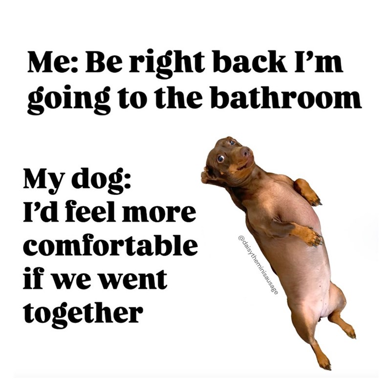 Me: Be right back I'm going to the bathroom My dog: I'd feel more comfortable if we went together @daisytheminisausage