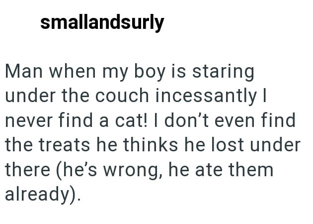 smallandsurly Man when my boy is staring under the couch incessantly I never find a cat! I don't even find the treats he thinks he lost under there (he's wrong, he ate them already).