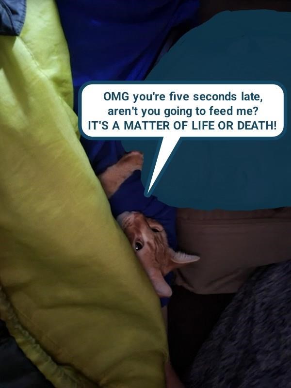 Cheezburger Image 10613242624