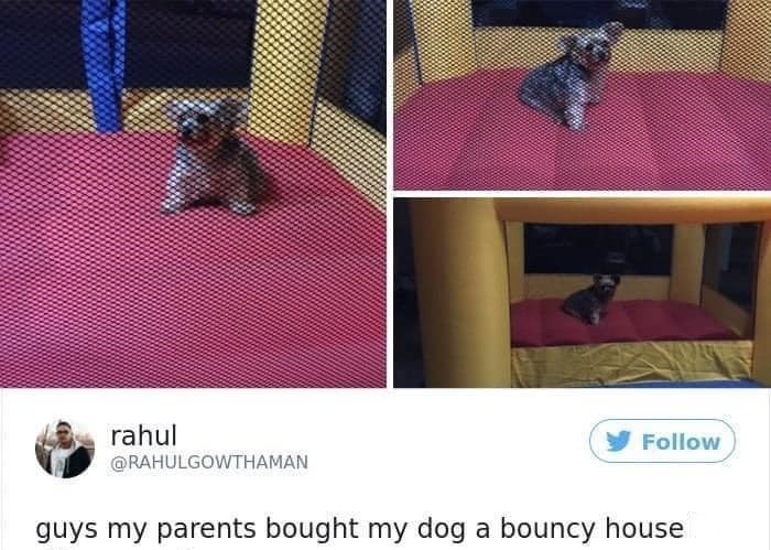 rahul @RAHULGOWTHAMAN Follow guys my parents bought my dog a bouncy house