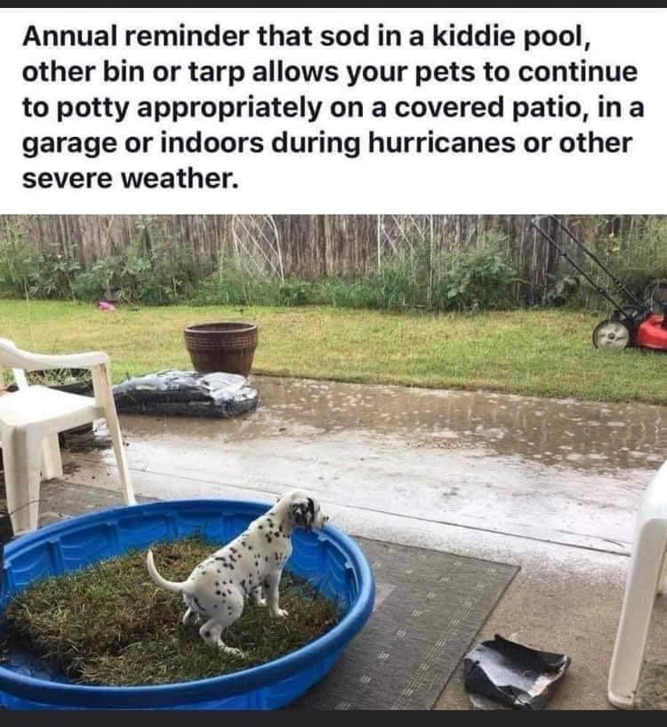 Annual reminder that sod in a kiddie pool, other bin or tarp allows your pets to continue to potty appropriately on a covered patio, in a garage or indoors during hurricanes or other severe weather.