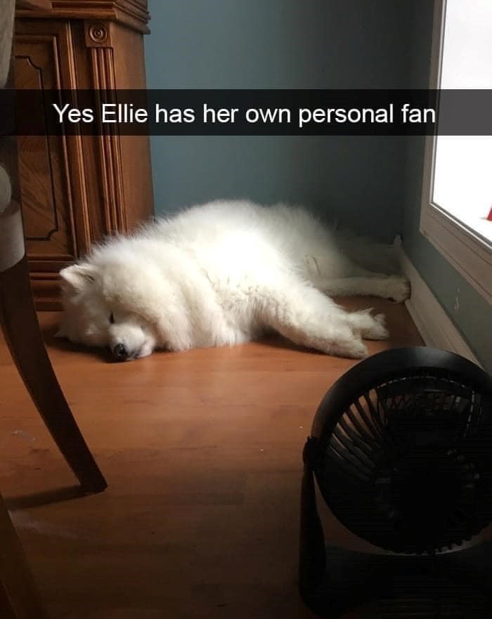 Yes Ellie has her own personal fan