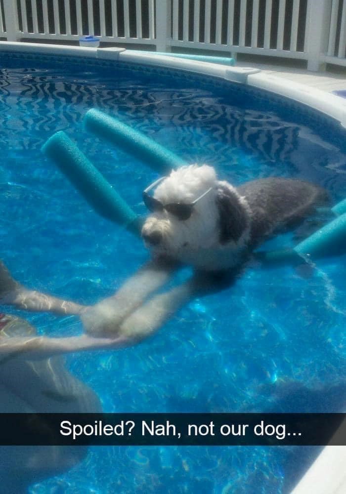 Spoiled?Nah, not our dog....