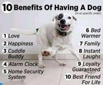 10 Benefits Of Having A Dog (in no specific order) 1 Love 2 Happiness 3 Cuddle Buddy 4 Alarm Clock 5 Home Security System 6 Bed Warmer 7 Family 8 Instant Laughs 9 Loyalty Guaranteed 10 Best Friend For Life