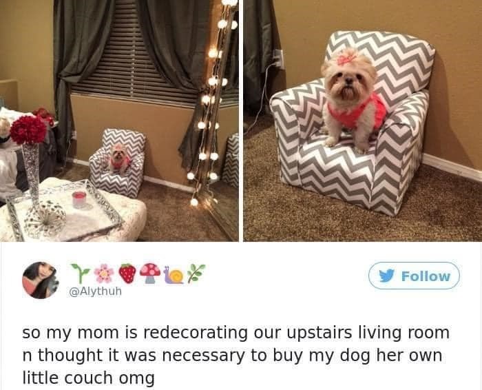 @Alythuh Follow so my mom is redecorating our upstairs living room n thought it was necessary to buy my dog her own little couch omg