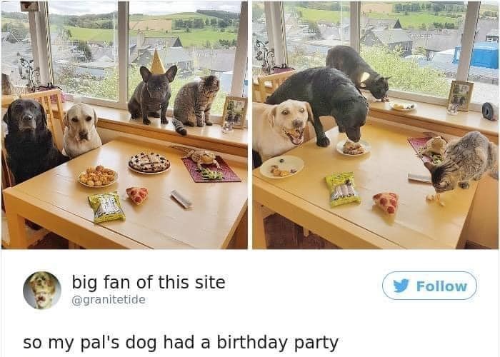 big fan of this site @granitetide so my pal's dog had a birthday party Follow