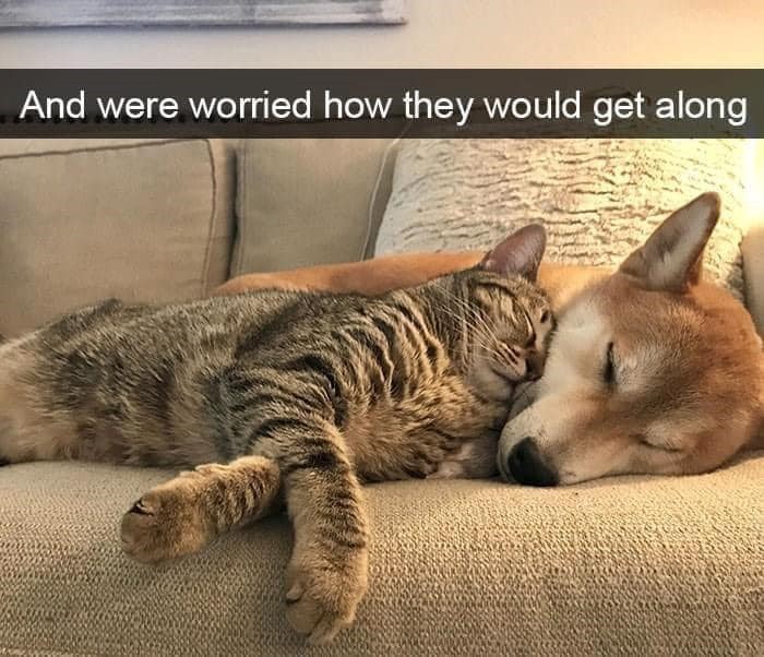 And were worried how they would get along