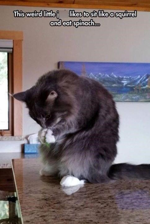 This weird little i likes to sit like a squirrel and eat spinach...