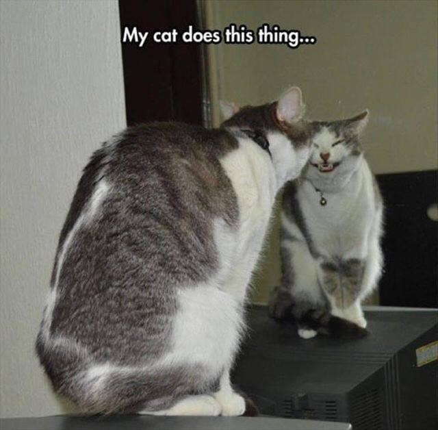 My cat does this thing...