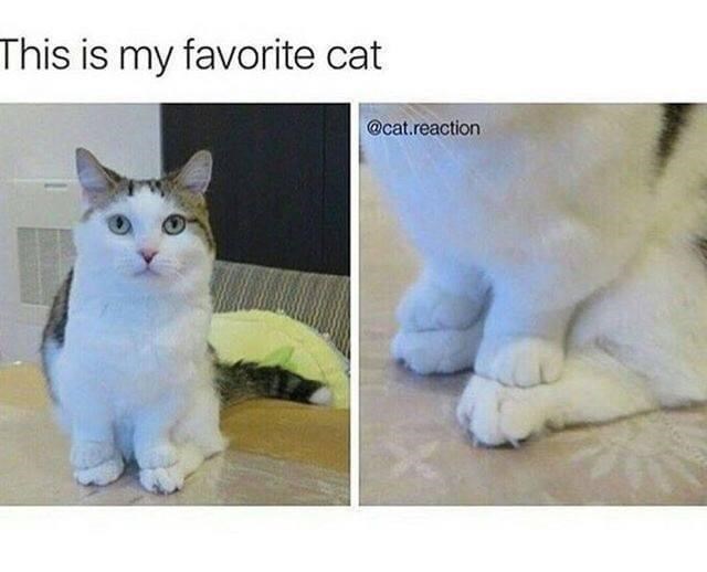 This is my favorite cat @cat.reaction