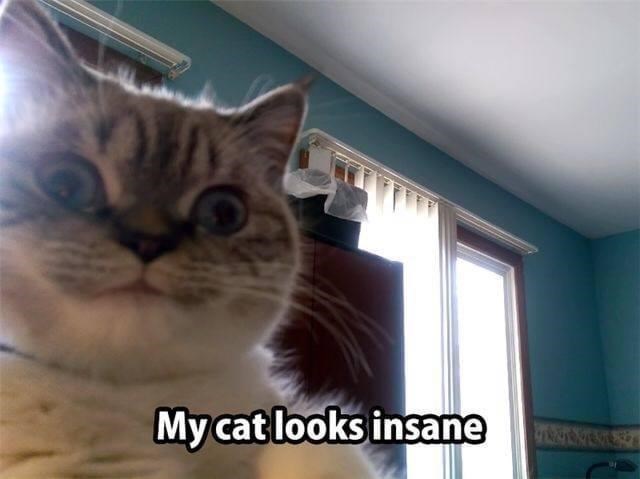 My cat looks insane