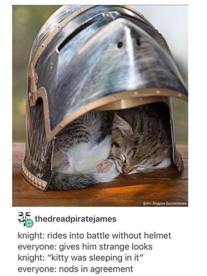 фото Андрея Высоколова thedreadpiratejames knight: rides into battle without helmet everyone: gives him strange looks knight: "kitty was sleeping in it" everyone: nods in agreement