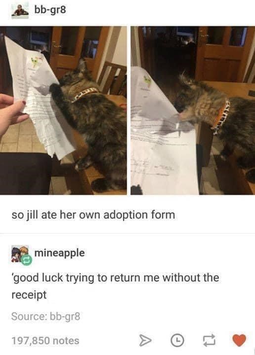 bb-gr8 so jill ate her own adoption form mineapple 'good luck trying to return me without the receipt Source: bb-gr8 197,850 notes