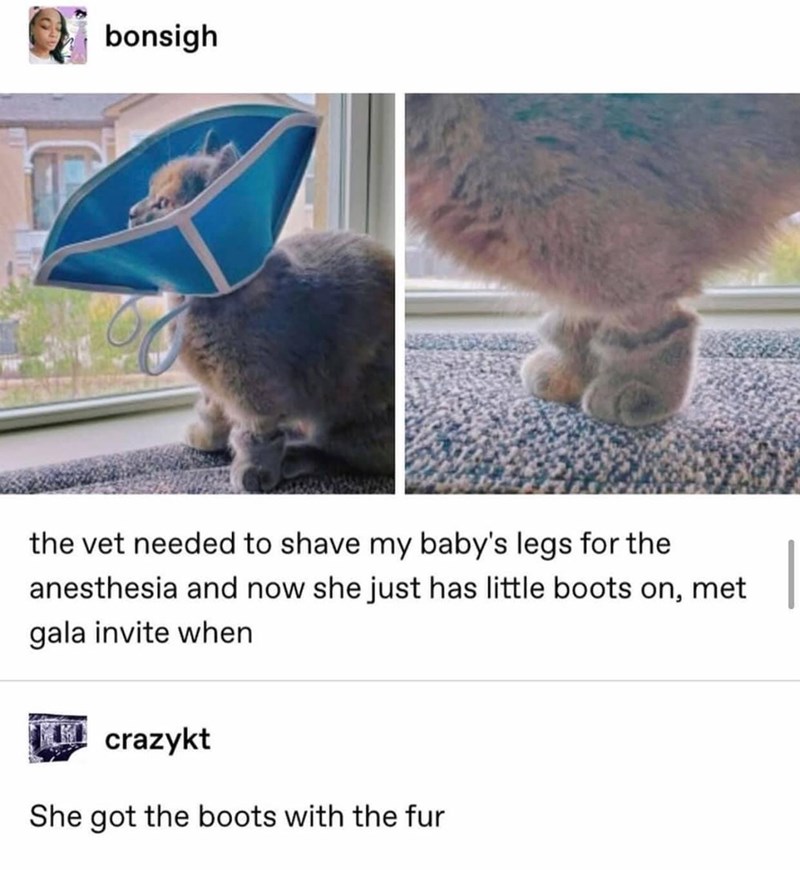bonsigh the vet needed to shave my baby's legs for the anesthesia and now she just has little boots on, met gala invite when crazykt She got the boots with the fur