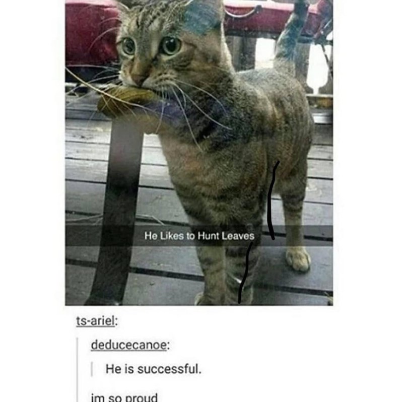 He Likes to Hunt Leaves ts-ariel: deducecanoe: He is successful. im so proud