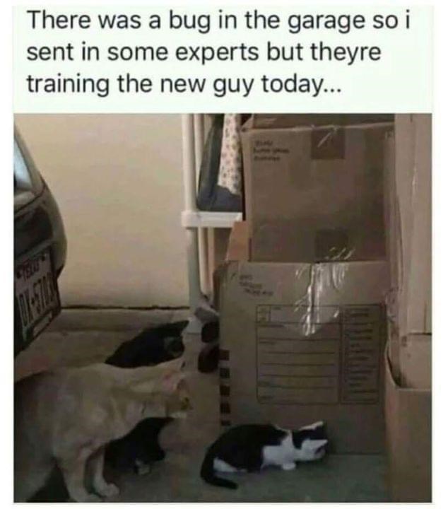 There was a bug in the garage so i sent in some experts but theyre training the new guy today...