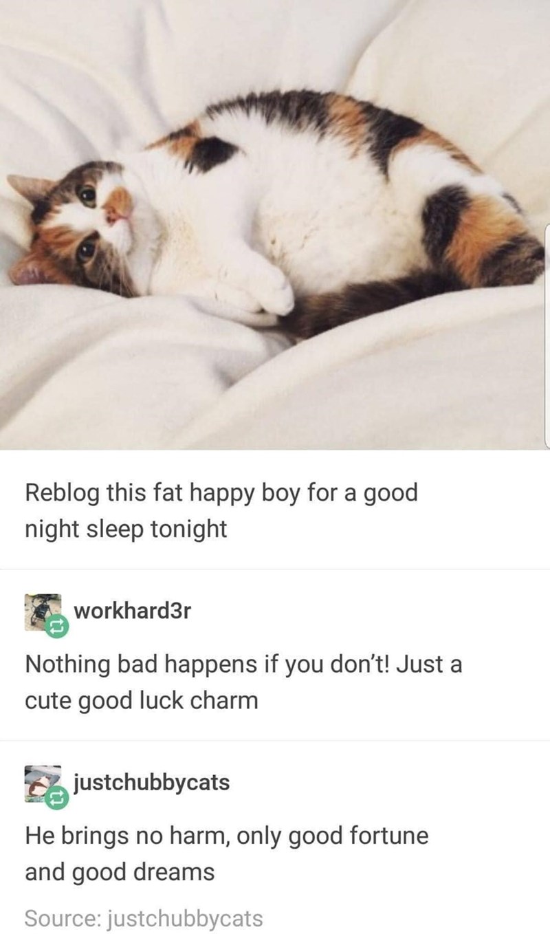 Reblog this fat happy boy for a good night sleep tonight workhard3r Nothing bad happens if you don't! Just a cute good luck charm justchubbycats He brings no harm, only good fortune and good dreams Source: justchubbycats