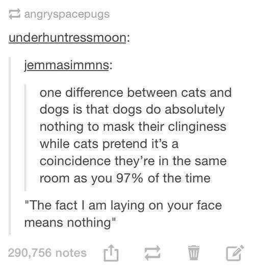 angryspacepugs underhuntressmoon: jemmasimmns: one difference between cats and dogs is that dogs do absolutely nothing to mask their clinginess while cats pretend it's a coincidence they're in the same room as you 97% of the time "The fact I am laying on your face means nothing" 290,756 notes