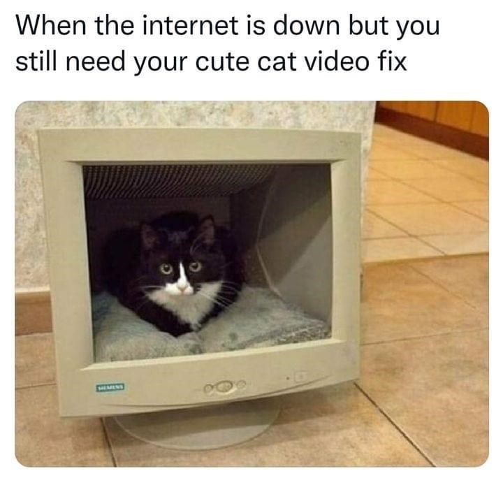 When the internet is down but you still need your cute cat video fix SEMENS