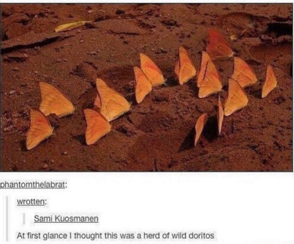phantomthelabrat: wrotten: Sami Kuosmanen At first glance I thought this was a herd of wild doritos