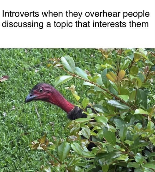 Introverts when they overhear people discussing a topic that interests them