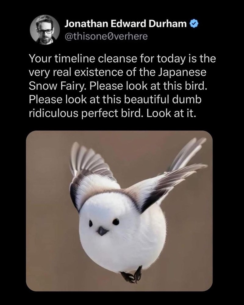 Jonathan Edward Durham @thisone@verhere Your timeline cleanse for today is the very real existence of the Japanese Snow Fairy. Please look at this bird. Please look at this beautiful dumb ridiculous perfect bird. Look at it.
