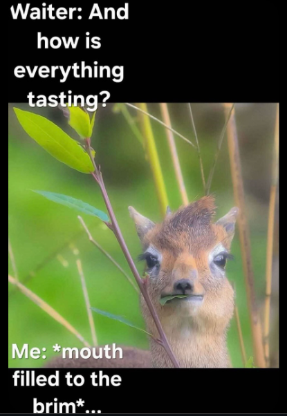 Waiter: And how is everything tasting? Me: *mouth filled to the brim*...