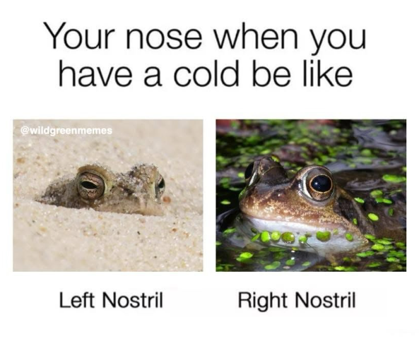 Your nose when you have a cold be like @wildgreenmemes Left Nostril Right Nostril