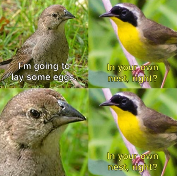 I'm going to lay some eggs. In your own nest, right? In your own nest, right?