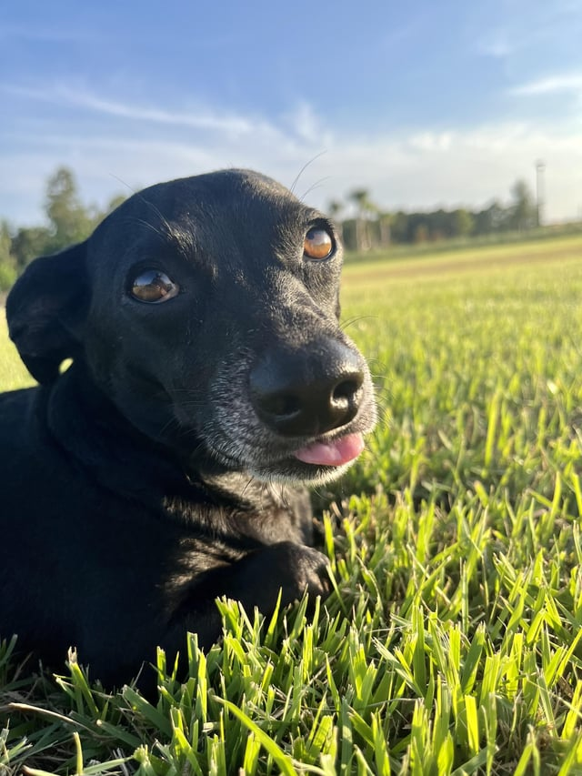 Cheezburger Image 10613282816