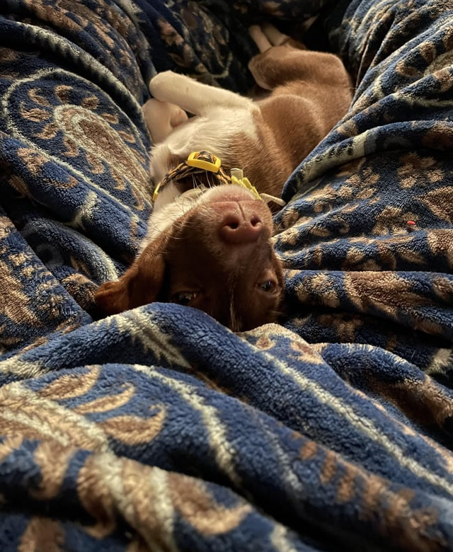 Cheezburger Image 10613284352