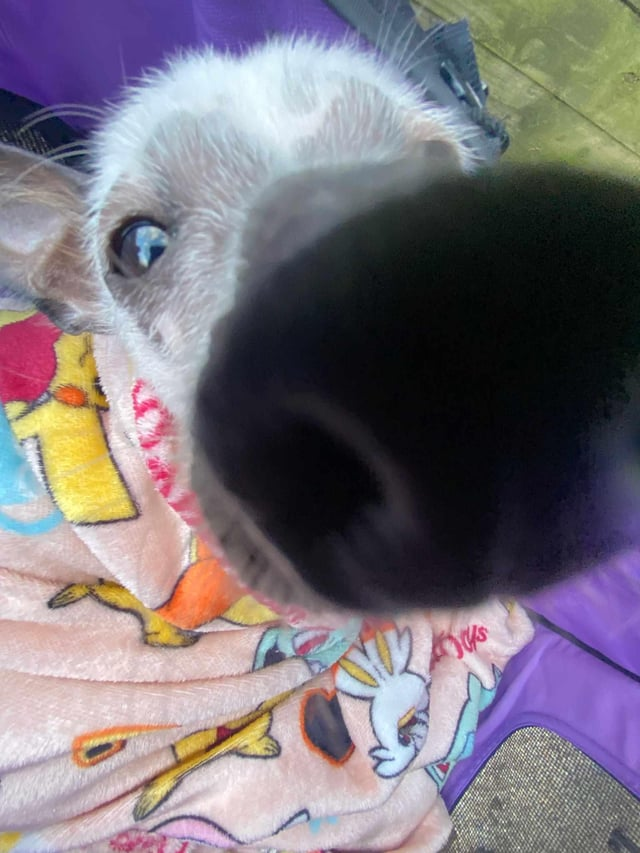 Cheezburger Image 10613284608