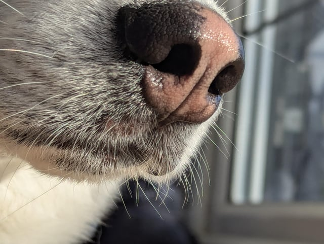 Cheezburger Image 10613286144