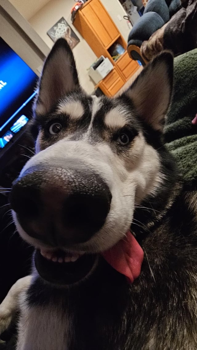 Cheezburger Image 10613287424