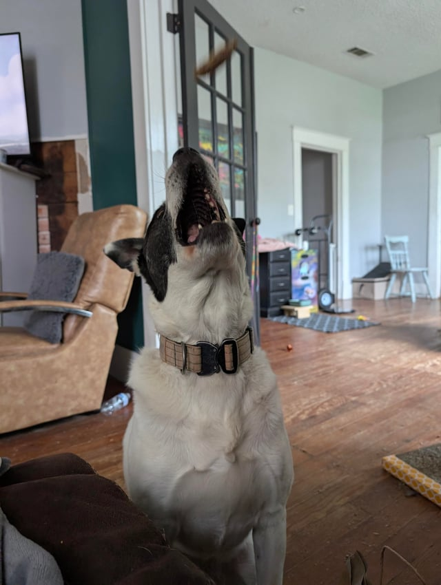 Cheezburger Image 10613287936