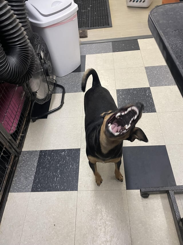 Cheezburger Image 10613288192