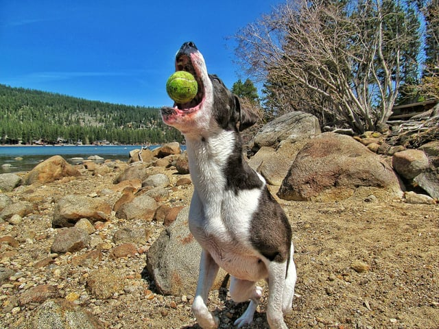 Cheezburger Image 10613288448