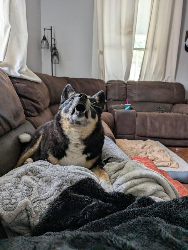 Cheezburger Image 10613289216