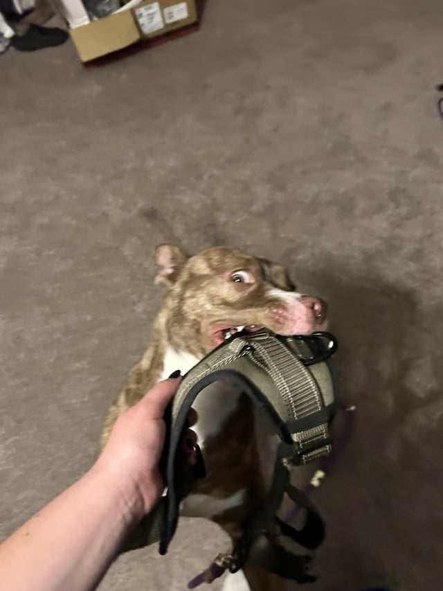 Cheezburger Image 10613289728