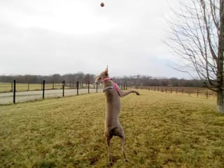 Cheezburger Image 10613289984