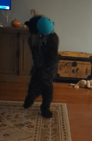 Cheezburger Image 10613290240