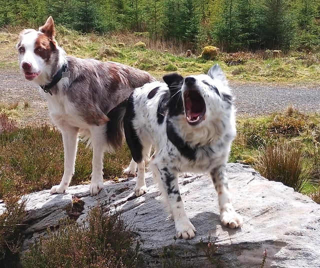 Cheezburger Image 10613290496