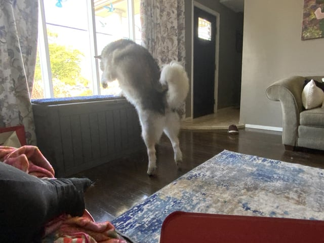 Cheezburger Image 10613290752