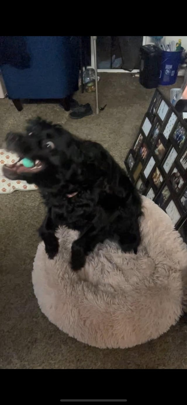 Cheezburger Image 10613291776