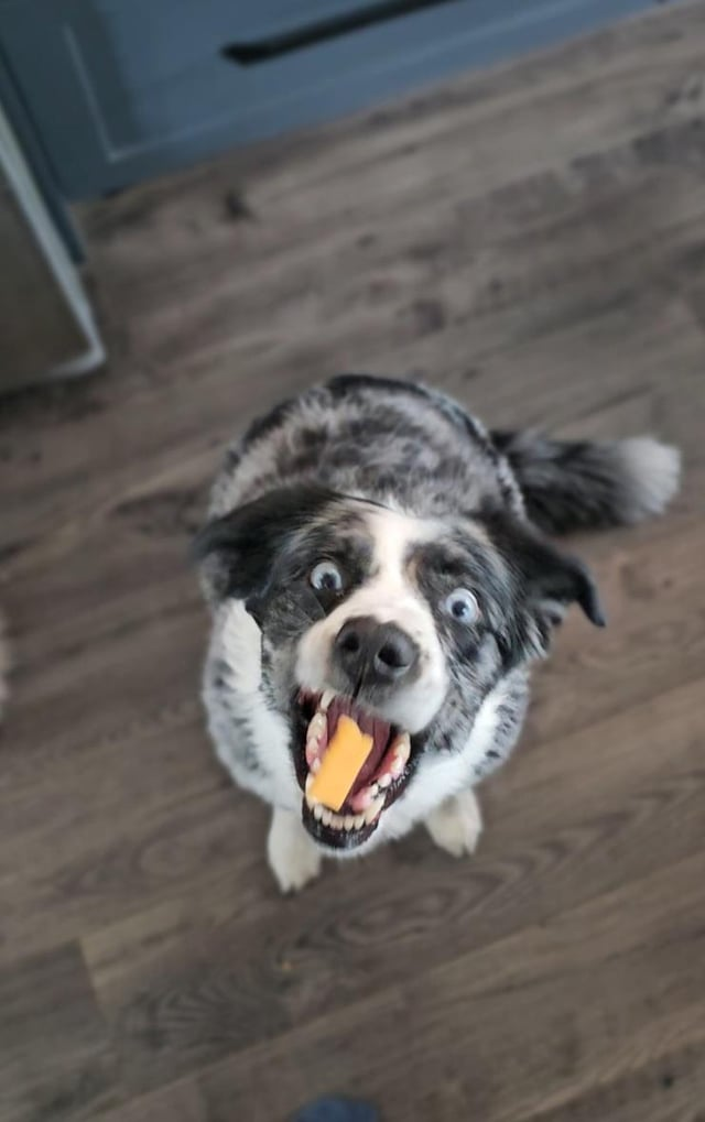 Cheezburger Image 10613292288