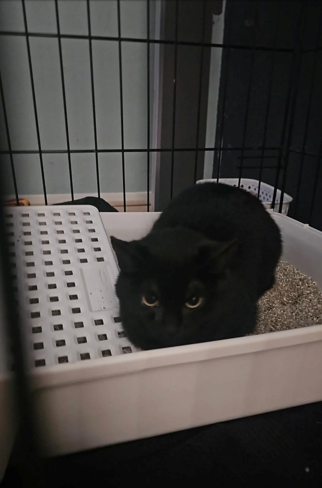 Cheezburger Image 10613293312