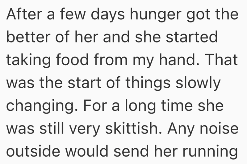 After a few days hunger got the better of her and she started taking food from my hand. That was the start of things slowly changing. For a long time she was still very skittish. Any noise outside would send her running