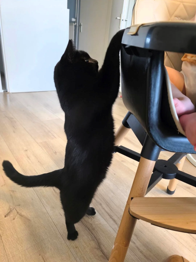 Cheezburger Image 10613294592