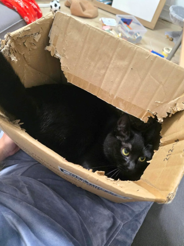 Cheezburger Image 10613294848